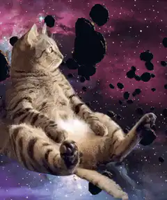 Space Cat Floating Among Asteroids