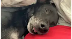 Dog sleeping then waking up startled