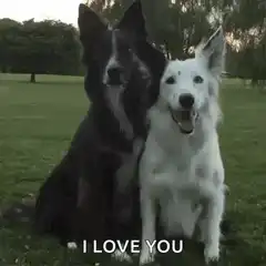 Two dogs hugging in a park