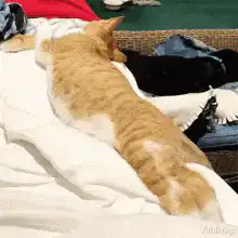 orange cat stretches on bed