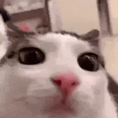 wide-eyed cat face close-up