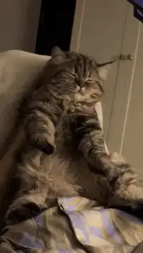 Cat watching TV and reaching for screen