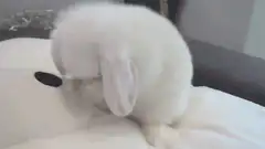Fluffy white bunny grooming itself