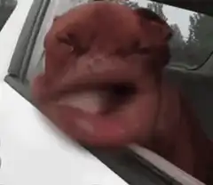 dog licking car window