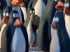 Penguins looking confused