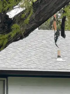 Bird flying off roof