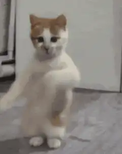 dabbing cat