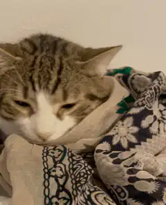 sleeping tabby cat under blanket
