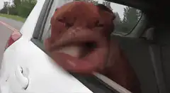 dog with windblown face in car