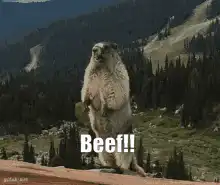 marmot screaming beef