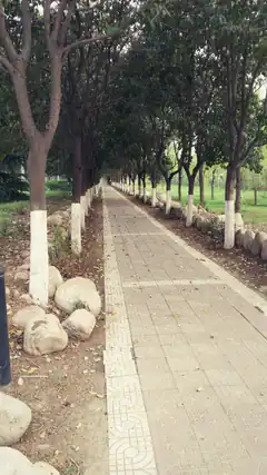 tree-lined park path