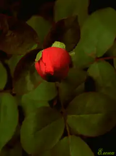 Red rose blooming time-lapse