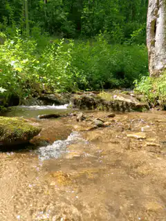 Clear stream flowing over rocks in a forest