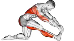 anatomical illustration of hamstring stretch