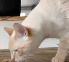 Cat eats food and yawns