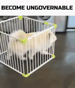 cat becomes ungovernable