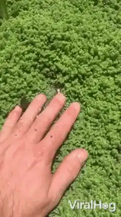 Hand pushing through duckweed