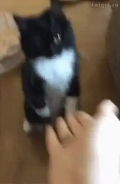 cat slaps hand