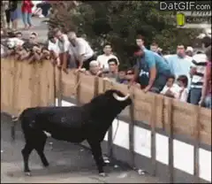 Bull climbs over wooden fence