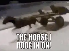 The horse I rode in on