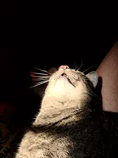 Cat looks up then down