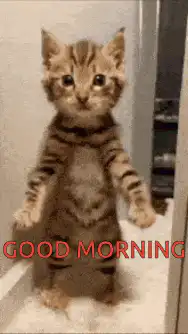 Dancing kitten good morning