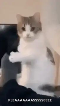 Cat begging with paw