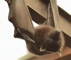 Bat hanging upside down