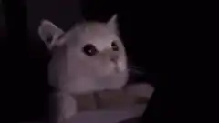 cat looks at phone then gets annoyed
