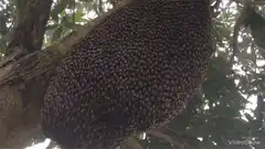 Massive swarm of bees on a tree branch