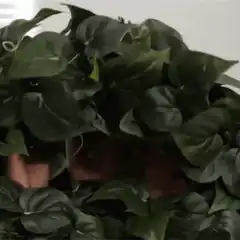 man hiding in fake plant
