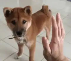 Shiba Inu dog high fives hand