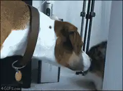 Cat slaps dog in the face
