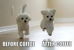 Before and After Coffee Dog