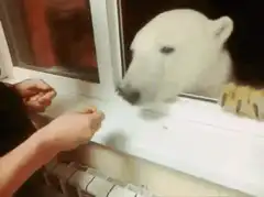 Polar bear eating from hand through window