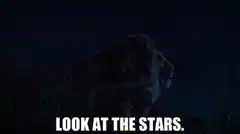 Lion looking at stars