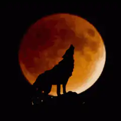 Wolf howling at a full moon