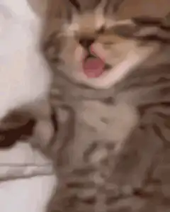 sleeping kitten with tongue out