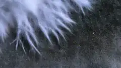 Close-up of white fur