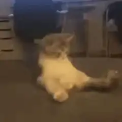 sitting cat wiggling tail