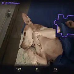 Dog sleeping puzzle game