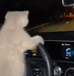 white cat driving car at night