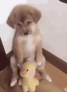 Sad puppy with yellow duck toy