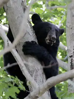 black bear clinging to tree trunk