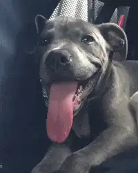 Dog with long tongue