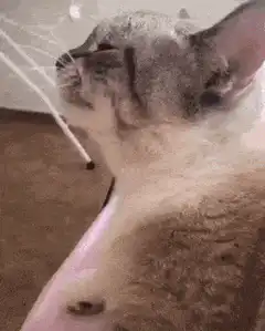 Cat smoking a cigarette