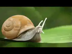 Snail with rocket engine