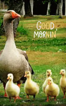 Goose and ducklings good morning