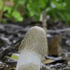 Mushroom growing in time lapse