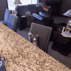 Kitten waving from behind chair